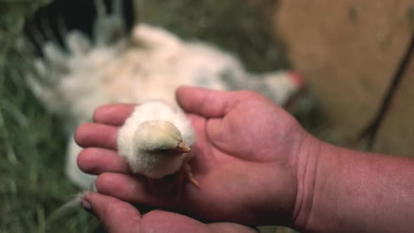 Hand Holding Baby Chick