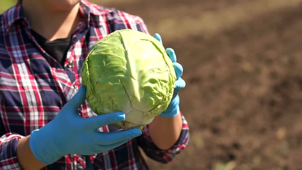 Close-up of a Woman Farmer Holding a Cabbage on the Background of the Dug Field