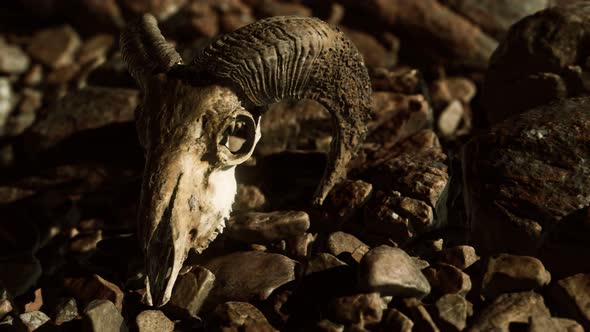 Ram Skull on Desert Rocks