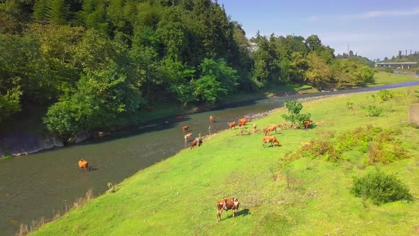 Aerial view of herd of cows in green meadow next to river.