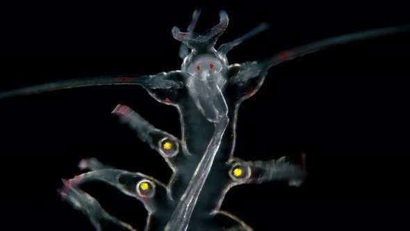 The Worm Polychaeta, Genus Tomopteris Under a Microscope, Holoplankton Spends the Entire Life Cycle