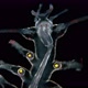 The Worm Polychaeta, Genus Tomopteris Under a Microscope, Holoplankton Spends the Entire Life Cycle - VideoHive Item for Sale