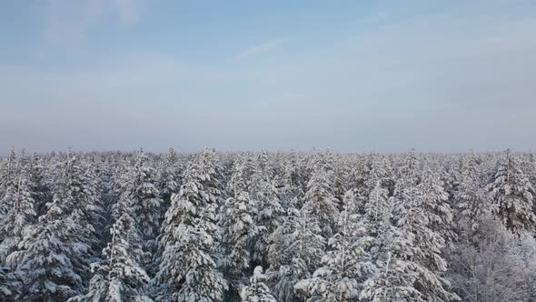 Winter snowy forest from above