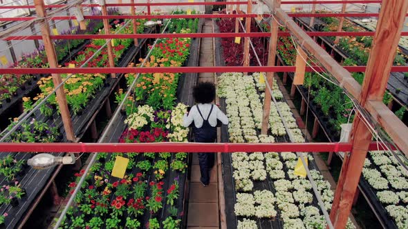 Back View of Garden or Greenhouse Employee with Box