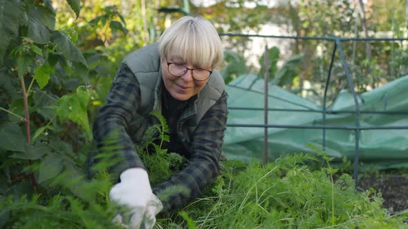 Happy Caucasian Lady Gardening at Vegetable Patch