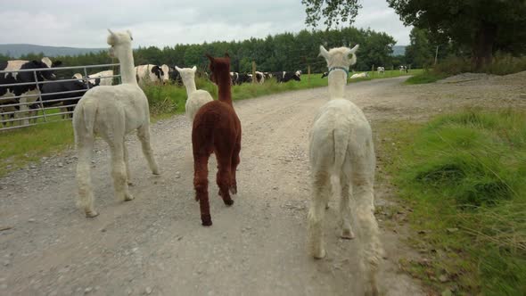 Walking behind Alpacas wandering on a farm