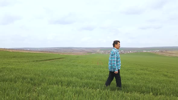 Senior Farmer in Young Green Wheat Field and Examining Crop