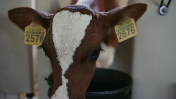 Small Cow Snout Sniffing Bucket Wanting Eat Closeup