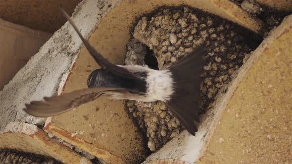 Common house martin. A mother flying back to a full nest with chicks.