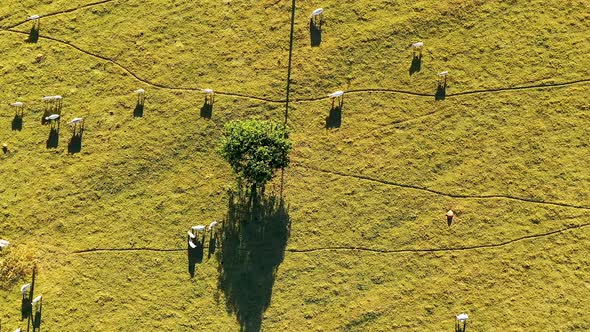 Top view of cattle animals at pasture. Rural landscape. Countryside scene.