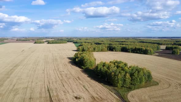 Aerial View on Wheat Field at Sunny Day on the Background of Rural Countryside