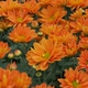 Orang Flower - VideoHive Item for Sale