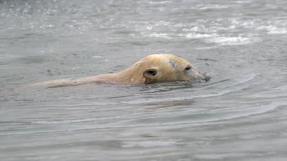 Polar Bear in Winter Landscape at Snowfall Swimming in Cold Water Across Broken Ice