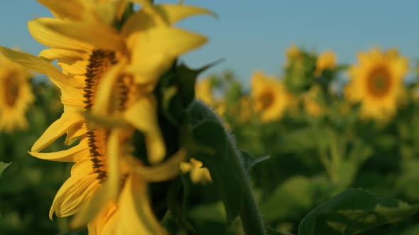 Closeup Golden Sunflower Blooming in Morning Sunlight at Countryside Field