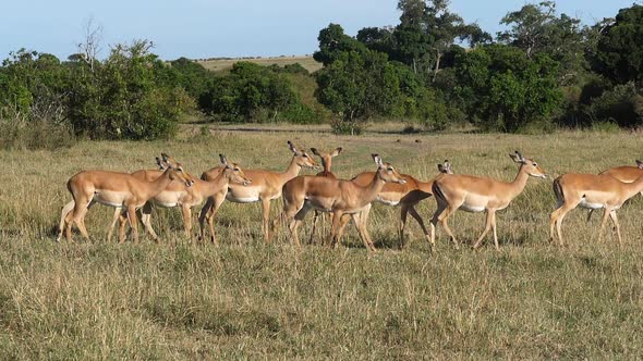 Impala, aepyceros melampus, Females, Masai Mara Park in Kenya, slow motion