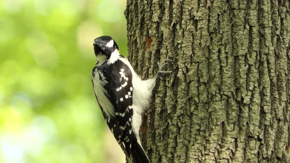 Hairy woodpecker drilling tree bark and creating hole in the forest, wildlife bird behavior