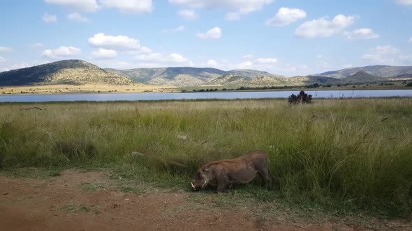 Warthog eating grass on the side of road 