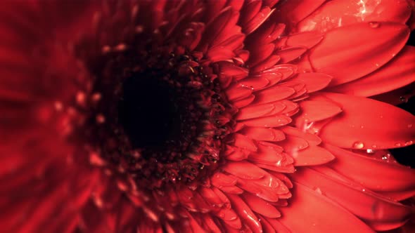 Super Slow Motion on the Red Flower Gerbera Drips Water