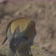 European Beeeater or Merops Apiaster - VideoHive Item for Sale