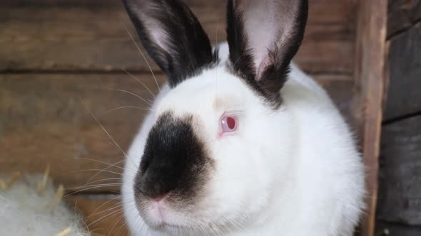 White Rabbit Head with Black Ears and Black Nose