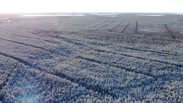 Aerial View of a Winter Forest From a Drone a Huge Forest in the Taiga or Siberia  Landscape Video