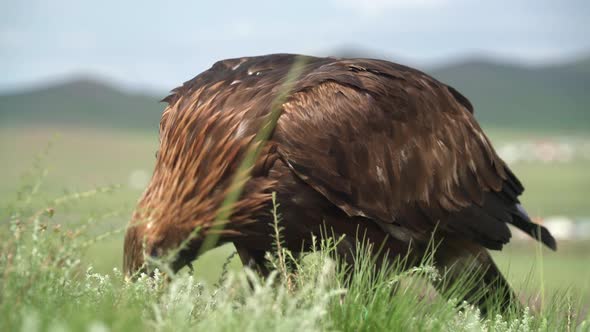 A Free Wild Golden Eagle Bird Eating in Natural Habitat of Green Meadow