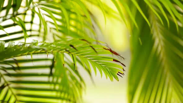 Jungle Rain On Leaves Shifting Focus