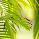 Jungle Rain On Leaves Shifting Focus - VideoHive Item for Sale
