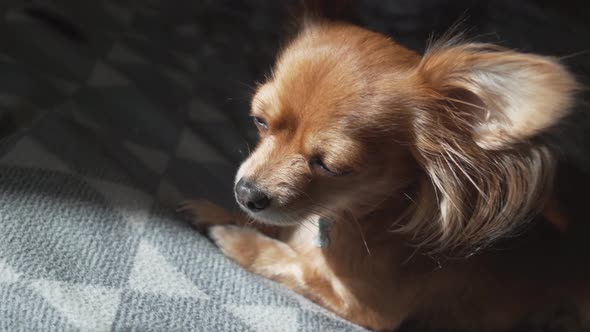 Adorable Funny Longhair Chihuaha Dog Sleeps on Plaid