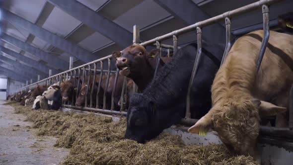 Large Group of hairy norwegian red oxes in own grid eating hay of the ground. Clean farm life inside