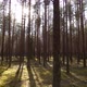 Pine Forest - VideoHive Item for Sale
