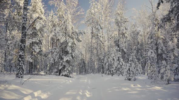 The Sun in the Forest Through the Pines