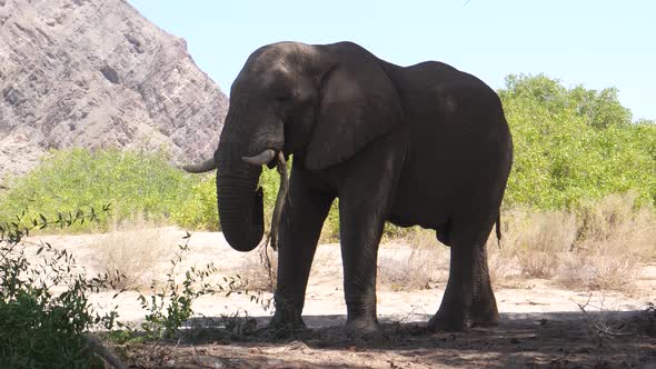 Elephant in the shadow eating a tree branch