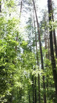 Vertical Video of Green Forest By Day