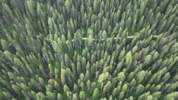 Aerial view of countryside road passing through the green forest