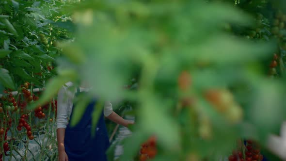 Farm Workers Examining Tomatoes Vegetable Growth in Modern Plantation House