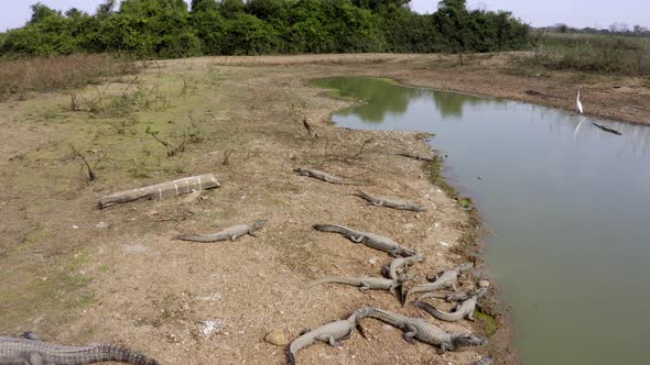As a drought hits the Brazilian Pantanal, Yacare Caiman alligators are left starving in a small wate