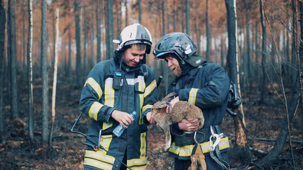 Firemen are Giving Water to a Rabbit in the Burntout Forest