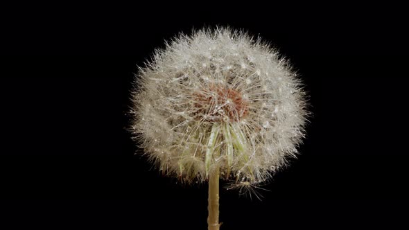 Macro shot of a Dandelion rotating