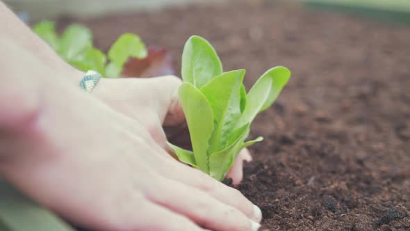 Lettuce transplanted into nutrient rich organic soil