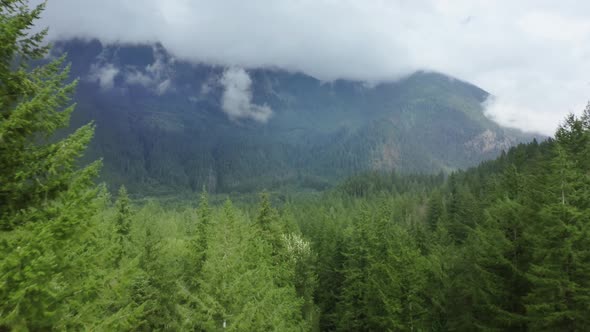 Epic Green Background Aerial  Flying Above Pines Forest Tree Tops Washington