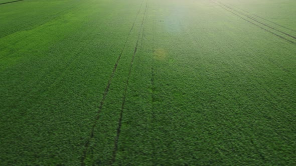 Beautiful Summer Landscape