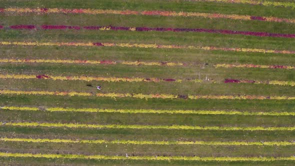 Person running with a dog in vineyard rows in autumn, overhead drone.