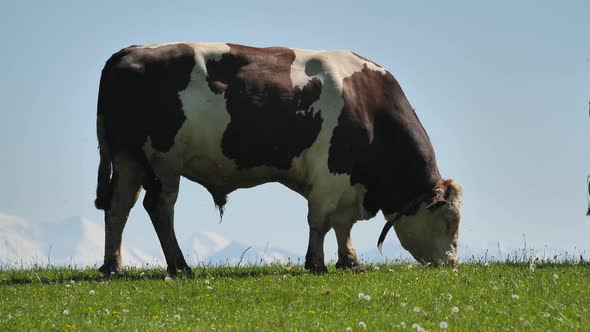 cow on summer pasture in rural landscape