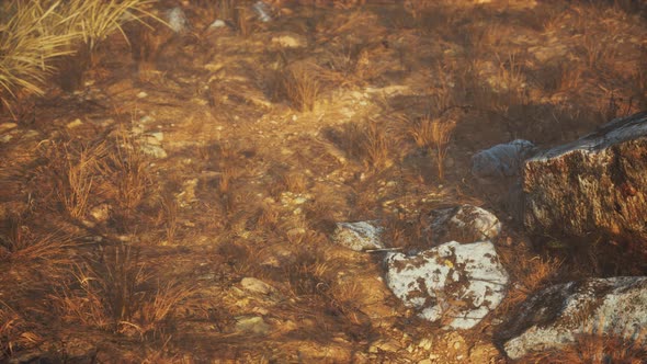 Dry Grass and Rocks Landscape