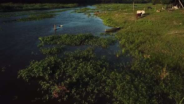 Aerial drone shot flying over a river flowing through a marshland with cows along the shore