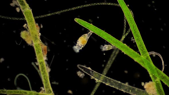 Microscopic rotifera filter feed among aquatic plants.