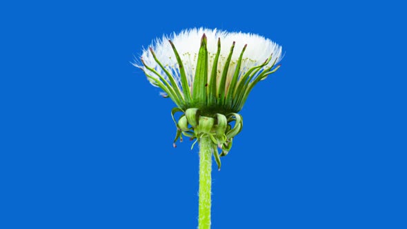 Dandelion Seed Blossom Timelapse on a Blue Background. Blossoming White Dandelion. Fluffy Flower