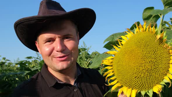 A Sunflower Field That Dries Out of Thirst As a Result of Global Climate Change