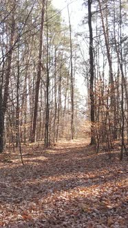 Vertical Video of Forest Landscape in Autumn Slow Motion